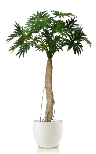 Philodendron Selloum  200 cm Green 